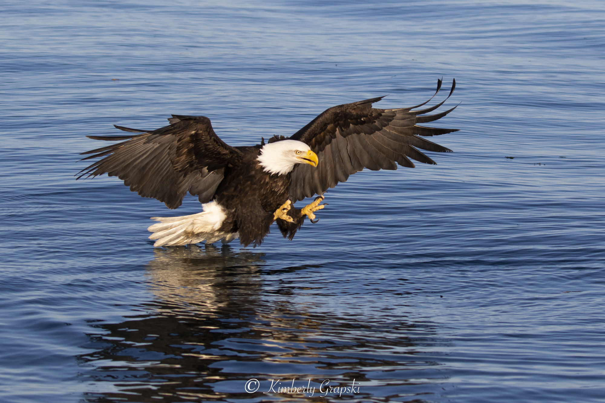 Bald eagle in flight; bald eagle catching fish; bald eagle flying oversalt water bay; Homer , Alaska, USA